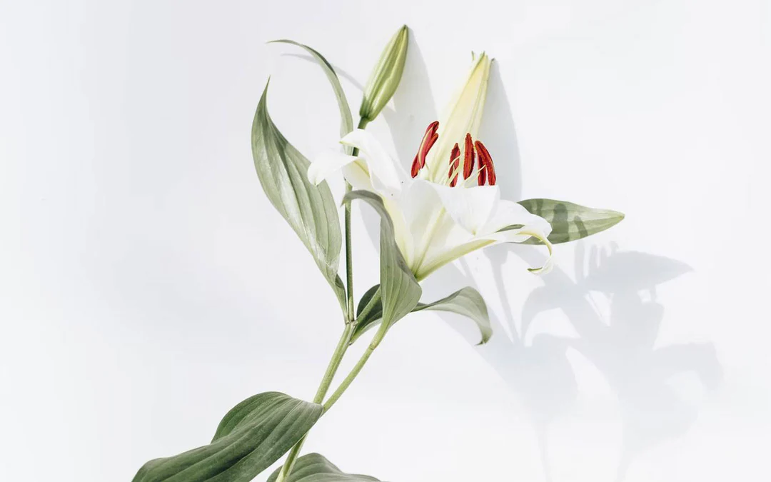 blog img